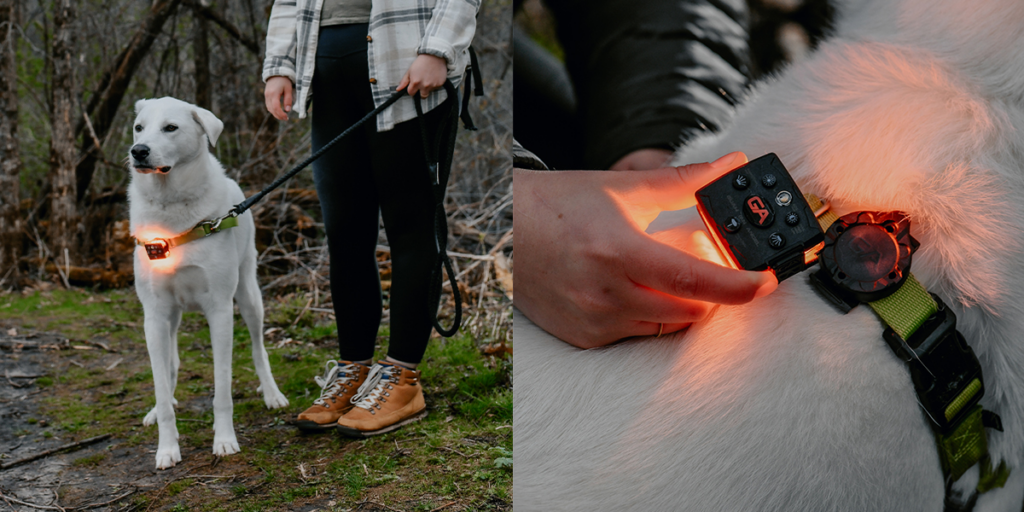 dog safety light