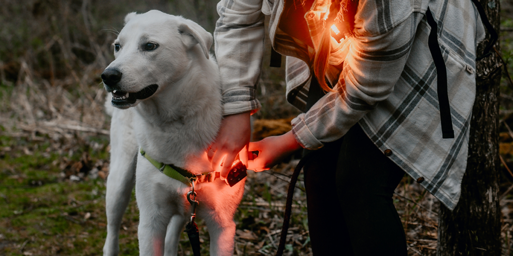 dog walking light